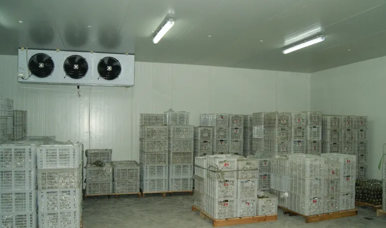 桃子保鮮冷庫存儲技巧 桃子保鮮冷庫存儲技巧