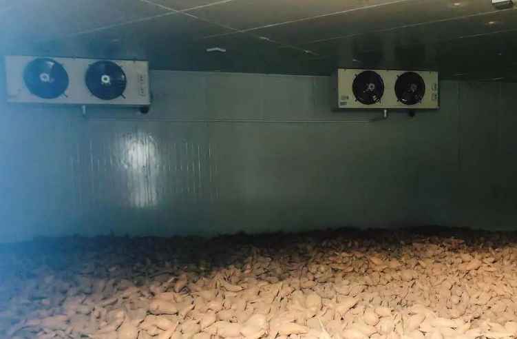 紅薯保鮮冷庫(kù) 紅薯保鮮冷庫(kù)