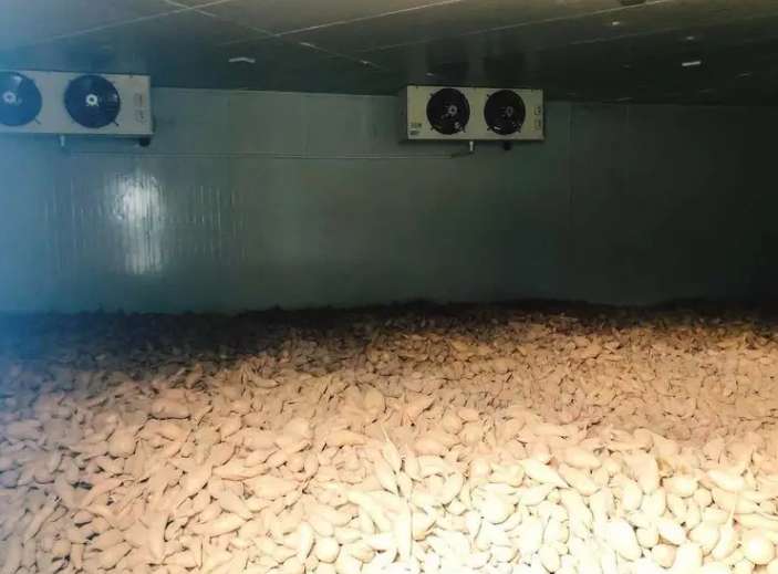 冬天如何建造一間紅薯保鮮庫 冬天如何建造一間紅薯保鮮庫