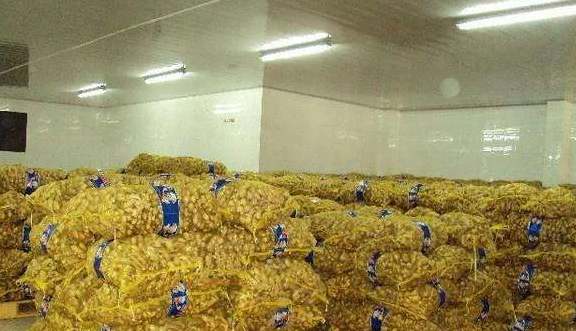 建一個(gè)生姜保鮮冷庫(kù)成本及存儲(chǔ)技術(shù) 建一個(gè)生姜保鮮冷庫(kù)成本及存儲(chǔ)技術(shù)