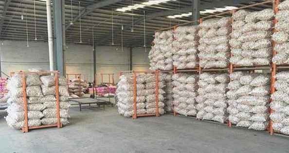 建一個(gè)生姜保鮮冷庫(kù)成本及存儲(chǔ)技術(shù) 建一個(gè)生姜保鮮冷庫(kù)成本及存儲(chǔ)技術(shù)