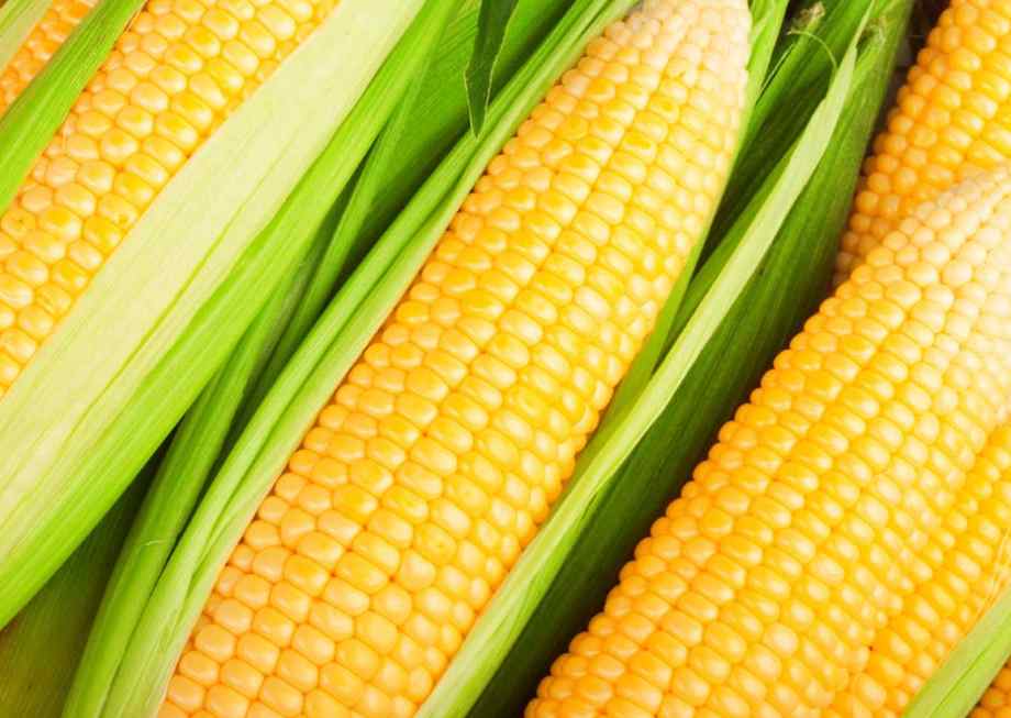 大量新鮮玉米怎么保鮮冷庫(kù)存放呢 大量新鮮玉米怎么保鮮冷庫(kù)存放呢