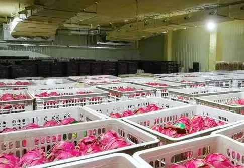 火龍果冷庫儲存溫度是多少度 火龍果冷庫儲存溫度是多少度