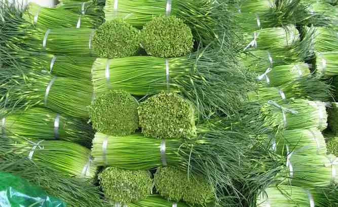 建150平米蒜苗保鮮冷庫(kù)需要多少錢(qián) 建150平米蒜苗保鮮冷庫(kù)需要多少錢(qián)