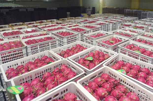 小型火龍果保鮮冷庫(kù)建造價(jià)格多少錢一平方 小型火龍果保鮮冷庫(kù)建造價(jià)格多少錢一平方