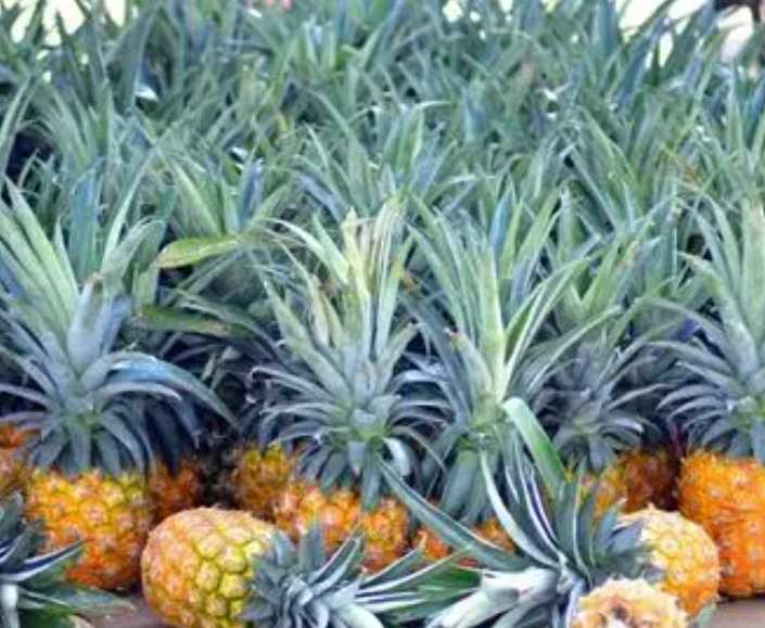 鳳梨在冷庫放多長時(shí)間 鳳梨在冷庫放多長時(shí)間