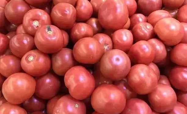 西紅柿氣調冷庫保鮮儲存方法講解 西紅柿氣調冷庫保鮮儲存方法講解