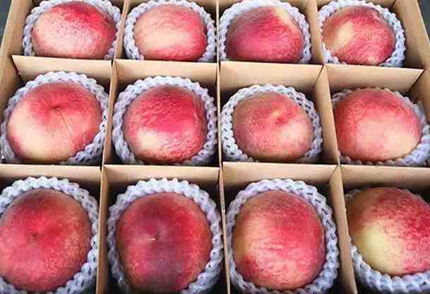大批量桃子如何在保鮮冷庫中存儲 大批量桃子如何在保鮮冷庫中存儲