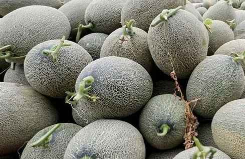 哈密瓜可以放保鮮冷庫(kù)嗎 哈密瓜可以放保鮮冷庫(kù)嗎
