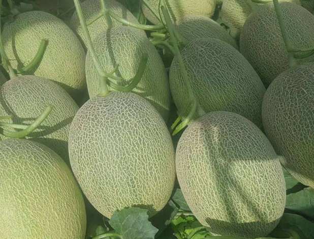 哈密瓜可以放保鮮冷庫(kù)嗎 哈密瓜可以放保鮮冷庫(kù)嗎