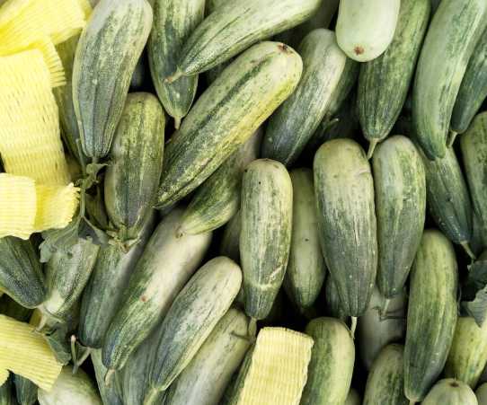 羊角蜜保鮮冷庫存儲(chǔ)溫度 羊角蜜保鮮冷庫存儲(chǔ)溫度