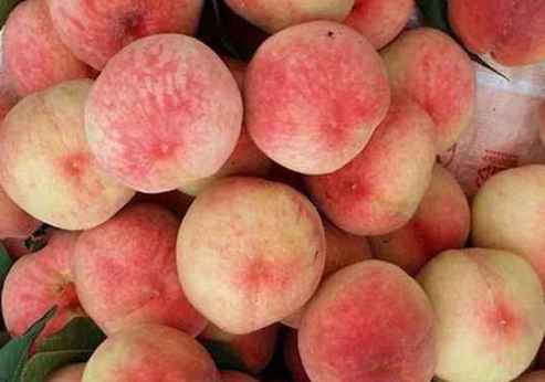 水蜜桃存貯在保鮮冷庫(kù)里能放幾天 水蜜桃存貯在保鮮冷庫(kù)里能放幾天