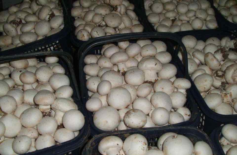 建造100平米蘑菇保鮮冷庫需要多少錢 建造100平米蘑菇保鮮冷庫需要多少錢