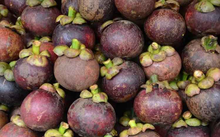 山竹存儲在保鮮冷庫能存放多久不壞 山竹存儲在保鮮冷庫能存放多久不壞