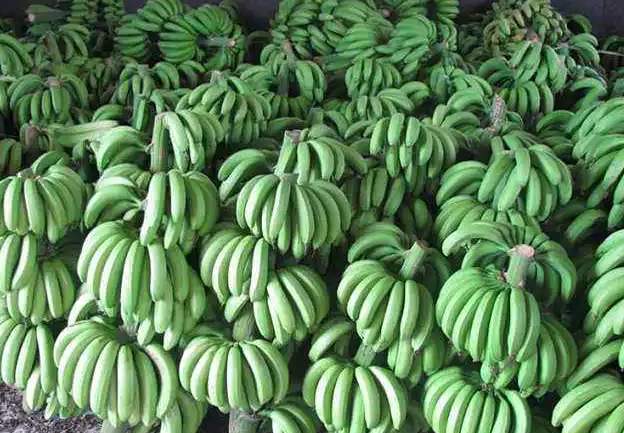 安裝香蕉催熟冷庫(kù)價(jià)格多少錢 安裝香蕉催熟冷庫(kù)價(jià)格多少錢