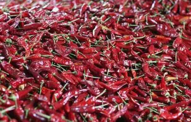 朝天椒冷庫(kù)儲(chǔ)存保鮮技術(shù) 朝天椒冷庫(kù)儲(chǔ)存保鮮技術(shù)