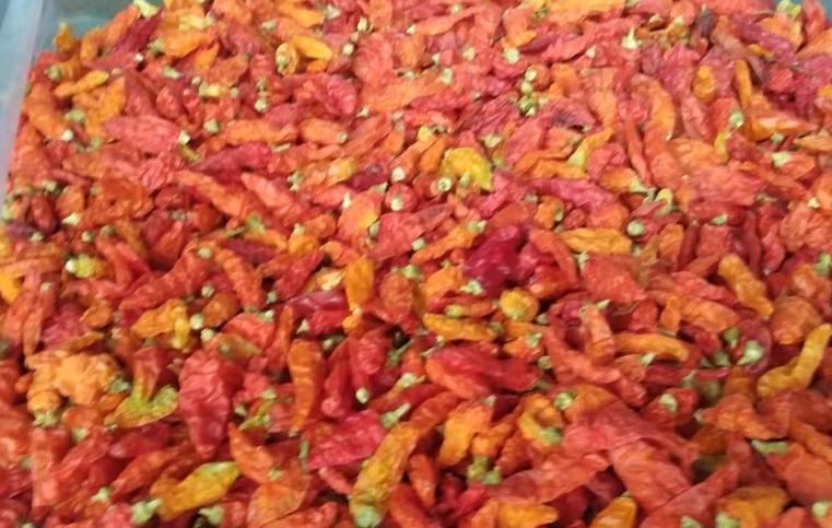 朝天椒冷庫(kù)儲(chǔ)存保鮮技術(shù) 朝天椒冷庫(kù)儲(chǔ)存保鮮技術(shù)