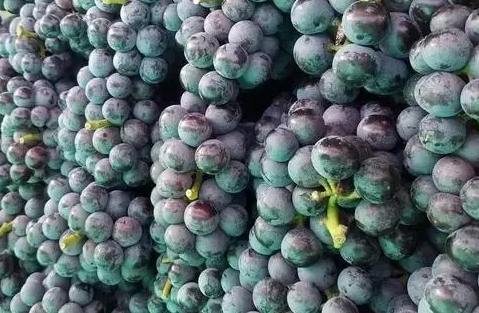 北京葡萄保鮮冷庫(kù)安裝多少錢 北京葡萄保鮮冷庫(kù)安裝多少錢