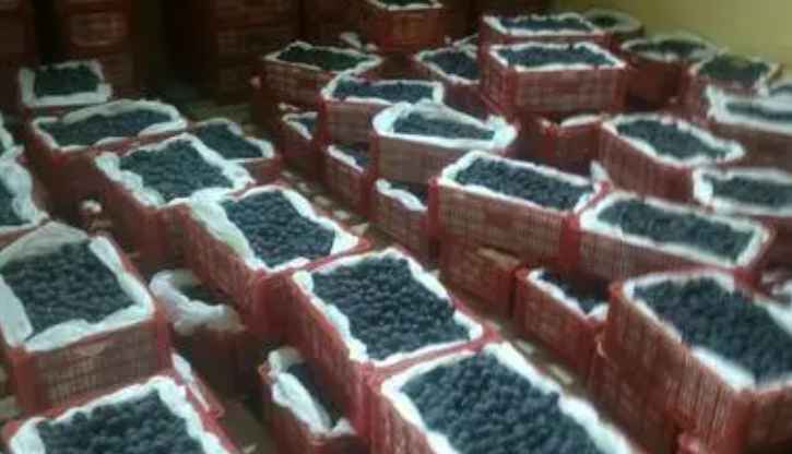 北京葡萄保鮮冷庫(kù)安裝多少錢 北京葡萄保鮮冷庫(kù)安裝多少錢