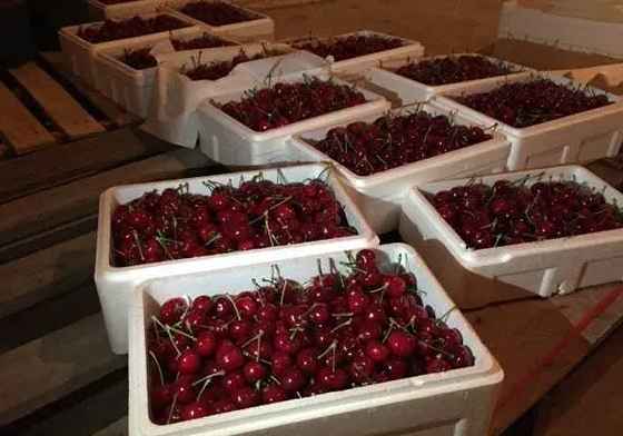 建600平米櫻桃氣調冷庫大概多少錢 建600平米櫻桃氣調冷庫大概多少錢