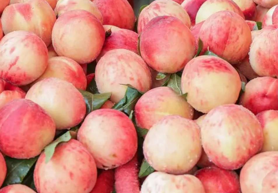 桃子在保鮮冷庫(kù)中怎么去存放? 桃子在保鮮冷庫(kù)中怎么去存放?